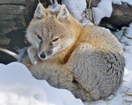 adult black_nose black_tail_tip captivity color curled day eyes_open facing_towards full_body gray_fur image mouth_closed orange_eyes photo single snow staring sunny swift_fox tan_fur vulpes white_fur winter_coat zoo // 1600x1279 // 507KB