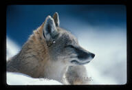 adult black_nose color day eyes_open facing_side image mouth_closed on_stomach orange_eyes outdoors partial_body photo single snow swift_fox tan_fur vulpes white_fur wild // 5905x4032 // 1.5MB