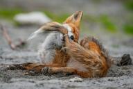 adult black_nose cloudy color day eyes_closed facing_towards full_body image mouth_closed no_muzzle_mark on_side outdoors photo playing red_fox red_fur single vulpes white_fur white_tail_tip wild // 960x640 // 213KB