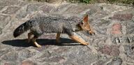 adult black_nose black_tail_tip color day eyes_open facing_side full_body gray_fur image lycalopex mouth_closed orange_eyes pampas_fox photo red_fur single standing summer_coat sunny urban walking wild // 2000x966 // 1004KB