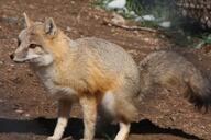 adult black_nose black_tail_tip captivity color day eyes_open facing_side full_body grass gray_fur image mouth_closed orange_eyes photo single snow squatting staring swift_fox tan_fur vulpes white_fur winter_coat zoo // 2505x1671 // 534KB