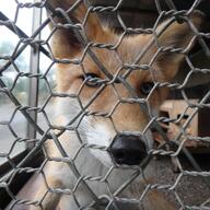 adult black_nose captivity close_up day eyes_open facing_towards green_eyes image mouth_closed partial_body portrait red_fox red_fur single standing_biped vulpes white_fur white_tail_tip zoo // 1200x1200 // 243KB