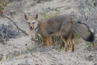 adult black_nose black_tail_tip day desert eyes_open facing_towards full_body gray_fur lycalopex mouth_open orange_eyes pampas_fox panting red_fur single standing staring summer_coat sunny teeth tongue wild // 600x400 // 261KB