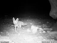 adult black_nose desert eyes_open facing_towards full_body grayscale image mouth_closed night orange_eyes photo ruppell's_fox single standing summer_coat tan_fur vulpes walking white_tail_tip wild // 2048x1536 // 1.1MB