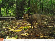 adult cerdocyon color crab-eating_fox day eyes_open facing_side forest full_body image mouth_closed outdoors photo single standing sunny wild // 3264x2448 // 1.9MB