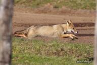 adult black_nose black_tail_tip color day eyes_open facing_side full_body grass gray_fur image lycalopex mouth_open orange_eyes pampas_fox panting photo red_fur running single standing summer_coat sunny teeth tongue wild // 2722x1814 // 2.5MB