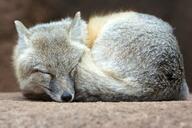 adult black_nose black_tail_tip captivity color curled day eyes_closed facing_towards full_body gray_fur image mouth_closed photo single sleeping swift_fox tan_fur vulpes white_fur winter_coat zoo // 6000x4000 // 8.3MB