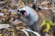 adult black_nose cloudy color day eating eyes_open facing_towards forest full_body funny head_tilted image mouth_open no_muzzle_mark orange_eyes photo red_fox red_fur single standing teeth tongue vulpes white_fur wild winter_coat // 1620x1080 // 548KB