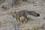 adult black_nose black_tail_tip day desert eyes_open facing_towards full_body gray_fur lycalopex mouth_open orange_eyes pampas_fox panting red_fur single standing staring summer_coat sunny teeth tongue wild // 600x400 // 302KB