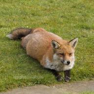 adult day eyes_open fat image photo red_fox single vulpes wild // 2048x2048 // 1.3MB