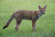 adult black_nose black_tail_tip color day eyes_open facing_towards full_body grass gray_fur image lycalopex mouth_closed orange_eyes pampas_fox photo red_fur single standing staring summer_coat sunny wild // 5120x3413 // 4.7MB