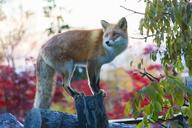 adult black_nose captivity color eyes_open facing_side forest full_body image mouth_closed no_muzzle_mark orange_eyes photo red_fox red_fur single standing staring still summer_coat sunny twilight vulpes white_fur wild // 1400x933 // 435KB