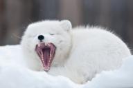 adult arctic_fox day eyes_closed image mouth_open photo single vulpes yawning // 1000x667 // 90KB