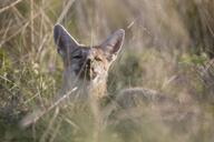 adult black_nose black_tail_tip color curled day eyes_open facing_towards grass gray_fur image lycalopex mouth_closed orange_eyes pampas_fox partial_body photo red_fur single staring summer_coat sunny wild // 1244x829 // 102KB