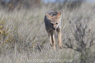 adult black_nose black_tail_tip day eyes_open facing_towards full_body grass gray_fur lycalopex mouth_closed orange_eyes pampas_fox red_fur single standing summer_coat sunny walking wild // 600x400 // 235KB