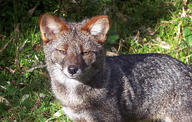 adult black_nose color darwin's_fox day eyes_open facing_towards full_body grass gray_fur image lycalopex mouth_closed orange_eyes outdoors photo single standing sunny wild // 996x634 // 237KB