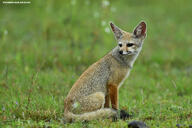 adult bengal_fox black_nose color day eyes_open facing_towards grass image mouth_closed outdoors photo single sitting summer_coat tan_fur vulpes wild // 4241x2827 // 5.9MB