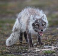 adult arctic_fox black_nose day eyes_open full_body image mouth_open orange_eyes outdoors screaming shedding single standing teeth tongue vulpes white_fur white_tail_tip wild // 1765x1700 // 279KB