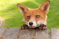 adult black_nose close_up cute day eyes_open facing_towards grass image mouth_closed muzzle_mark orange_eyes partial_body portrait red_fox red_fur single standing_biped staring summer_coat sunny urban vulpes white_fur wild // 4096x2726 // 1.8MB