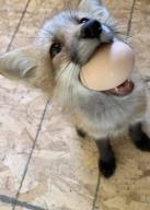 black_nose captivity close_up color day egg eyes_open facing_towards facing_up full_body holding_something image indoors mouth_open muzzle_mark orange_eyes pet photo red_fox red_fur single sitting summer_coat vulpes white_fur young // 720x1005 // 51KB