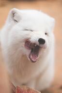 adult arctic_fox black_nose captivity color image mouth_closed mouth_open outdoors partial_body photo portrait single vulpes white_fur white_tail_tip wink yawning zoo // 2731x4096 // 547KB