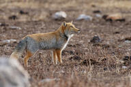 adult black_nose color day eyes_open facing_side full_body grass gray_fur image mountains mouth_closed orange_eyes photo single standing staring sunny tan_fur tibetan_fox vulpes white_fur white_tail_tip wild winter_coat // 2048x1365 // 1.1MB