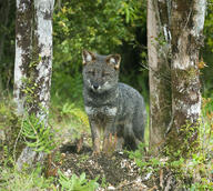 adult black_nose color darwin's_fox day eyes_open facing_towards forest full_body gray_fur image lycalopex mouth_closed orange_eyes outdoors photo single standing sunny wild // 1063x953 // 1.1MB