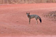 adult black_nose black_tail_tip color day desert eyes_open facing_towards full_body gray_fur hoary_fox image lycalopex mouth_closed orange_eyes outdoors photo single standing tan_fur wild // 1350x900 // 988KB