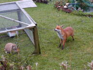 adult black_nose cloudy day eyes_open full_body grass holding_something image mouth_closed multiple_species orange_eyes outdoors rabbit red_fox red_fur standing vulpes white_fur wild // 1600x1200 // 723KB