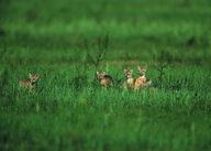 black_nose black_tail_tip color day eyes_open facing_side facing_towards far_away full_body grass gray_fur image mouth_closed multiple on_side orange_eyes photo sitting standing staring summer_coat sunny swift_fox tan_fur vulpes walking white_fur wild young // 2100x1500 // 5.6MB