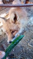 adult black_nose captivity close_up color day eating eyes_open facing_away facing_side facing_towards full_body indoors mouth_open muzzle_mark orange_eyes red_fox red_fur single sitting standing sunny teeth tongue video vulpes walking white_fur white_tail_tip wild winter_coat zoo // unknown size // 32MB