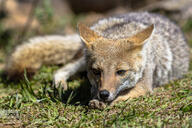 adult black_nose black_tail_tip day eyes_open facing_towards full_body grass gray_fur lycalopex mouth_closed on_side on_stomach orange_eyes pampas_fox red_fur single staring summer_coat sunny wild // 900x600 // 484KB