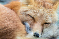 adult black_nose close_up color curled day eyes_closed facing_towards image mouth_closed muzzle_mark partial_body photo portrait red_fox red_fur single sleeping snow vulpes white_fur white_tail_tip wild winter_coat // 2600x1733 // 703KB