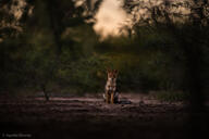 adult black_nose black_tail_tip color eyes_open facing_towards forest full_body gray_fur image lycalopex mouth_closed orange_eyes pampas_fox photo red_fur single sitting staring summer_coat sunny twilight wild // 3000x2003 // 1.4MB