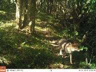 adult black_nose black_tail_tip color day eyes_open facing_side forest full_body grass gray_fur image lycalopex mouth_closed orange_eyes pampas_fox photo red_fur single standing summer_coat sunny walking wild // 3264x2448 // 1.1MB