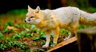 adult black_nose captivity color day eyes_open facing_side full_body grass gray_fur image mouth_closed orange_eyes photo single standing staring swift_fox tan_fur vulpes white_fur winter_coat zoo // 6869x3711 // 2.7MB