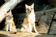 adult black_nose black_tail_tip captivity color day eyes_open facing_towards full_body gray_fur image indoors mouth_closed orange_eyes photo shedding single sitting staring sunny swift_fox tan_fur vulpes white_fur zoo // 3696x2464 // 4.6MB