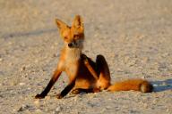 adult black_nose desert eyes_open facing_towards image mouth_closed muzzle_mark orange_eyes photo red_fox red_fur scratching single sitting summer_coat sunny twilight vulpes white_tail_tip wild // 3072x2050 // 842KB