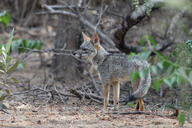 adult black_nose black_tail_tip color day eyes_open facing_side forest full_body gray_fur image lycalopex mouth_closed orange_eyes outdoors photo sechuran_fox single standing sunny white_fur wild // 2675x1783 // 1.2MB