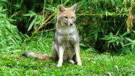 adult black_nose black_tail_tip color day eyes_open facing_towards forest full_body grass gray_fur image lycalopex mouth_closed orange_eyes pampas_fox photo red_fur single sitting staring summer_coat sunny wild // 1599x900 // 709KB