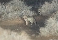 adult black_nose color desert eyes_open facing_towards full_body image laser_eyes mouth_closed night orange_eyes photo ruppell's_fox single standing staring summer_coat tan_fur vulpes white_tail_tip wild // 1920x1320 // 1.3MB