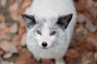 adult black_fur black_nose captivity color eyes_open facing_up image mouth_closed orange_eyes outdoors partial_body photo platinum_fox portrait Purachina red_fox single standing staring vulpes white_fur zoo // 4096x2731 // 1.2MB