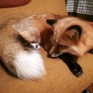 adult black_nose color eyes_open facing_down facing_side full_body image indoors mouth_closed muzzle_mark on_stomach orange_eyes pet photo red_fox red_fur single staring vulpes white_fur white_tail_tip winter_coat // 1080x1080 // 103KB