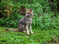 adult black_nose black_tail_tip color day eyes_open facing_side facing_towards forest full_body grass gray_fur image lycalopex mouth_closed orange_eyes pampas_fox photo red_fur single sitting staring summer_coat sunny wild // 1600x1200 // 965KB