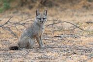 adult bengal_fox black_nose black_tail_tip color day desert eyes_open facing_towards image mouth_closed outdoors photo single sitting summer_coat tan_fur vulpes wild // 1200x800 // 398KB