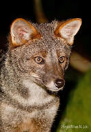 adult black_nose color darwin's_fox eyes_open gray_fur image lycalopex mouth_closed night orange_eyes outdoors partial_body photo portrait single standing wild // 711x1024 // 235KB