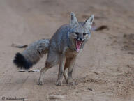 adult bengal_fox black_nose black_tail_tip color day desert eyes_open facing_towards image mouth_closed outdoors photo single squatting summer_coat tan_fur vulpes wild // 800x606 // 147KB