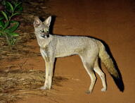 adult black_nose black_tail_tip color day desert eyes_open facing_towards full_body gray_fur hoary_fox image lycalopex mouth_closed orange_eyes outdoors photo single standing tan_fur wild // 2048x1558 // 2.7MB