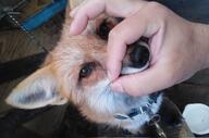 adult black_nose color day eyes_open image indoors mouth_closed orange_eyes partial_body pet petting photo portrait red_fox red_fur single urban vulpes white_fur // 1549x1024 // 295KB