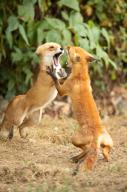 adult black_nose cloudy day eyes_open fighting grass image mouth_open multiple no_muzzle_mark orange_eyes photo red_fox red_fur standing_biped summer_coat teeth vulpes white_tail_tip wild // 853x1280 // 719KB